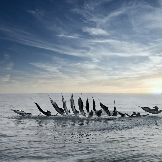 sailfish tailwalk poster