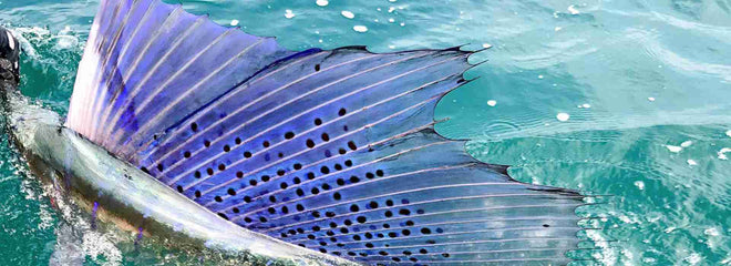 Sport fishing art – Sport Fishing Art